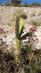 Opuntia