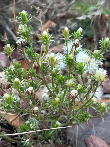 rayless annual aster (Symphyotrichum ciliatum)