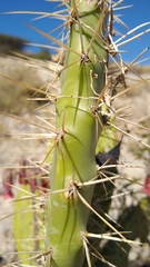 Opuntia
