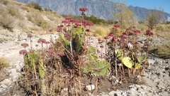Opuntia