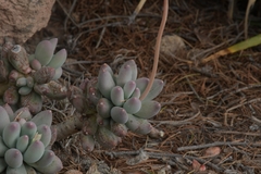 Pachyphytum hookeri