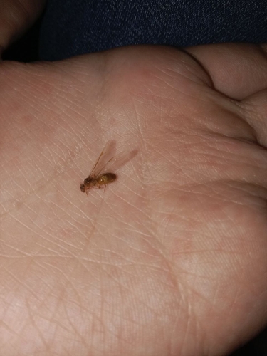 Lasius flavescensLasius flavescens