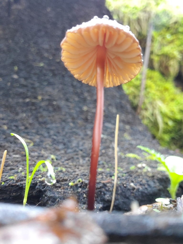 Marasmius plicatulus · November 2025 · photo: © arlenedevitt (iNaturalist, cc-by)