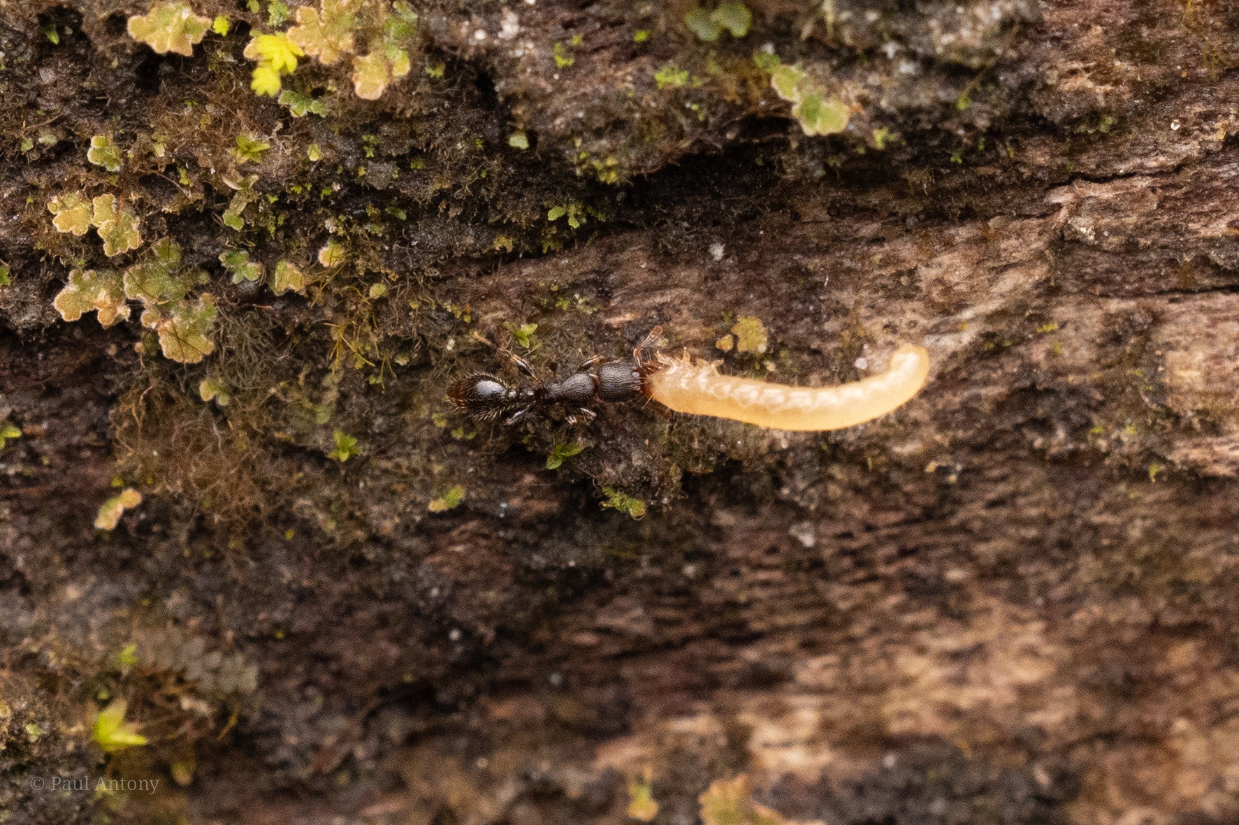 Vollenhovia terayamai