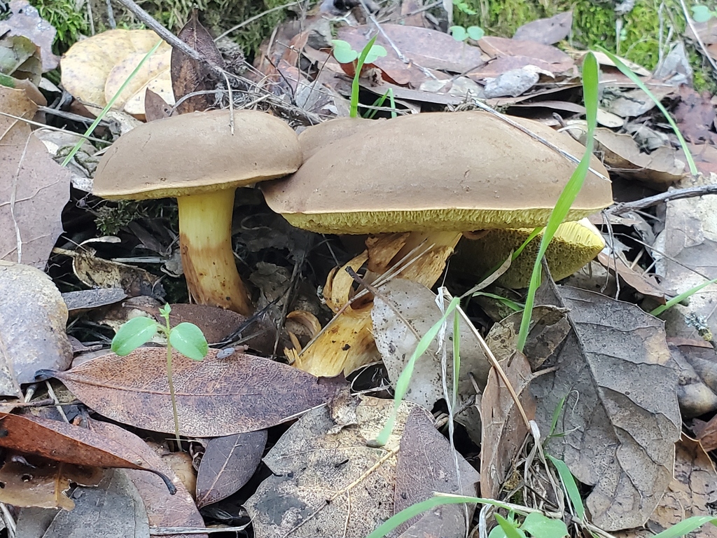 Xerocomus subtomentosus · November 2025 · photo: © arlenedevitt (iNaturalist, cc-by)