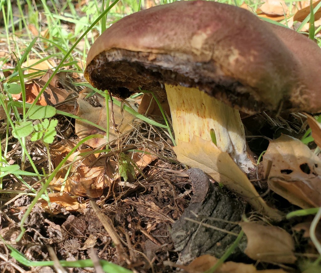 Xerocomellus dryophilus · November 2025 · photo: © arlenedevitt (iNaturalist, cc-by)