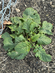 Wild Mustard (Brassica kaber)
