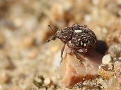 Rhinoncus pericarpius