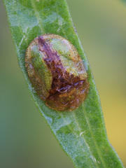 Cassida vibex