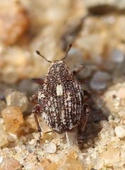 Rhinoncus pericarpius