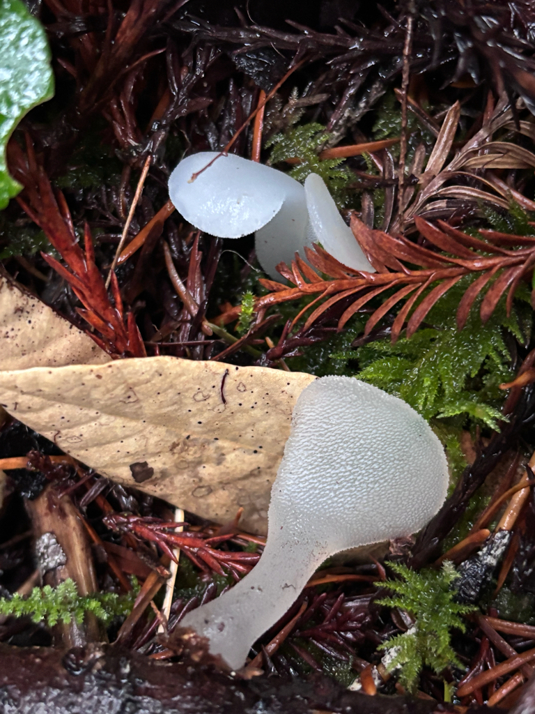 Pseudohydnum gelatinosum · November 2025 · photo: © reago (iNaturalist, cc-by)