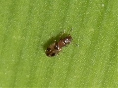 Salpingidae