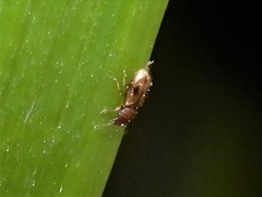 Salpingidae