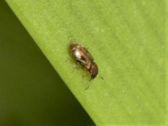 Salpingidae