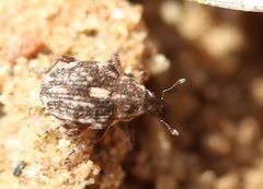 Rhinoncus pericarpius