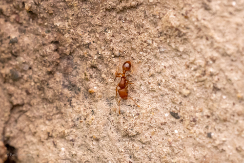 Tetramorium laparumTetramorium laparum