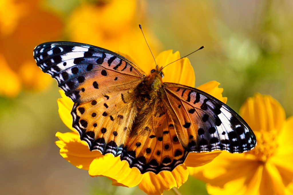 Tropical Fritillary