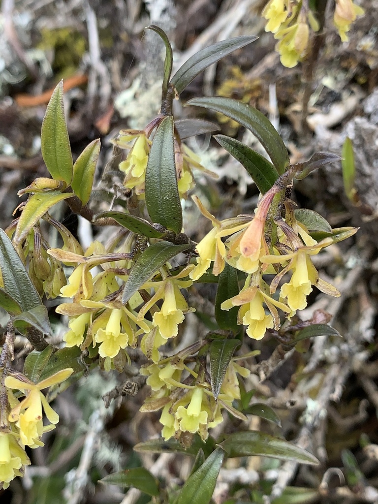 Epidendrum tenuicaule