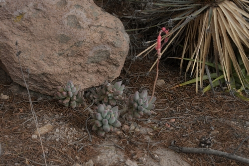 Pachyphytum hookeri