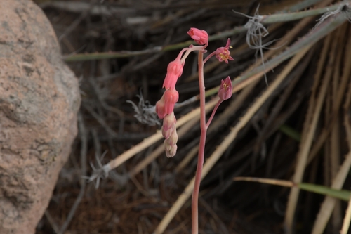 Pachyphytum hookeri