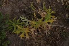 Psacalium radulifolium