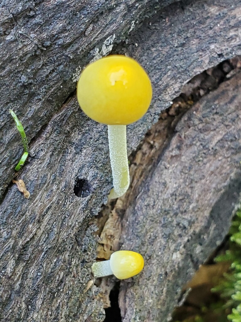 Bolbitius titubans