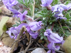 Oxytropis multiceps