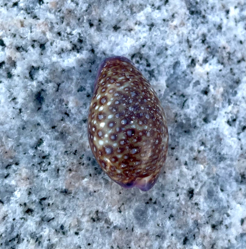 Cypraea albuginosa observed 2025-11-13