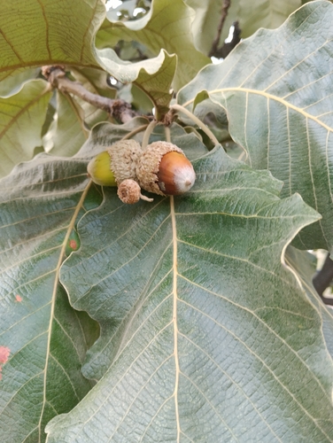 How to identify Quercus resinosa Liebm.