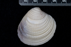 Chione undatella