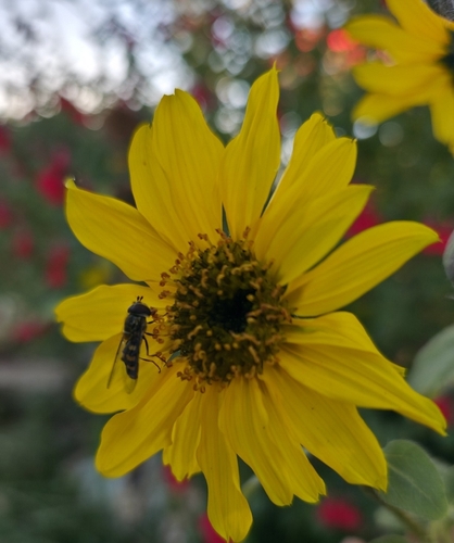 Unknown species found near Bountiful, UT 84010, USA