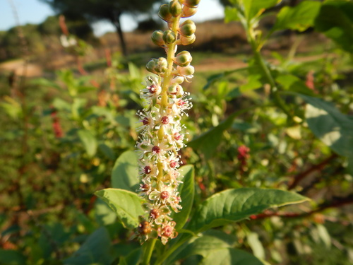Mexican pokeweed (Phytolacca heterotepala)