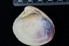 Chione undatella