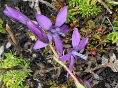 Gentianella rapunculoides