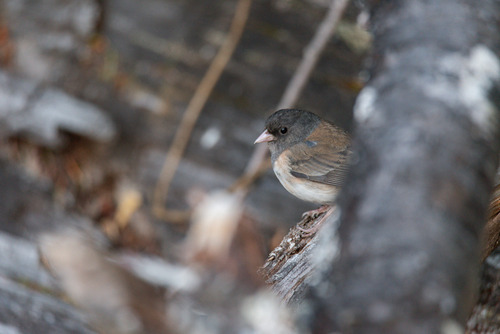 Dark-eyed Junco