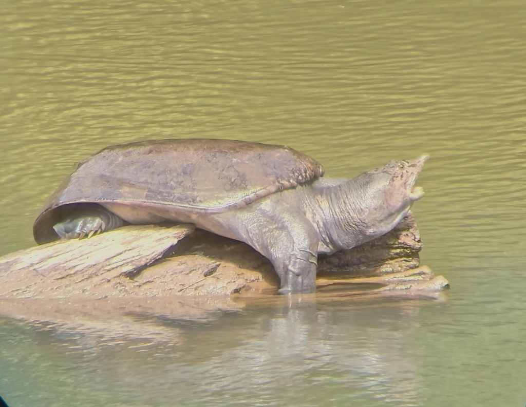 Southeast Asian Softshell Turtle
