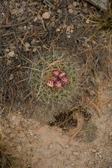Echinofossulocactus tetraxiphus