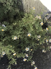 Perityle crassifolia robusta