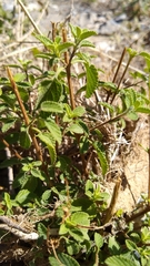 Lippia graveolens