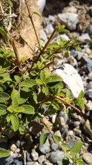 Lippia graveolens