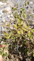Lippia graveolens