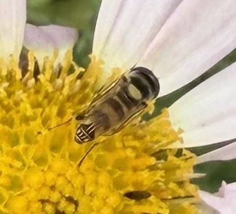 Unknown species found near Jackson County, US-OR, US