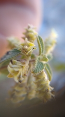 Lippia graveolens