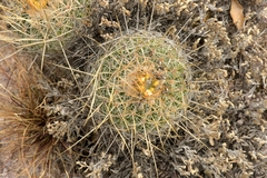 Echinofossulocactus wippermannii