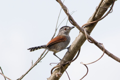 Thamnophilus torquatus