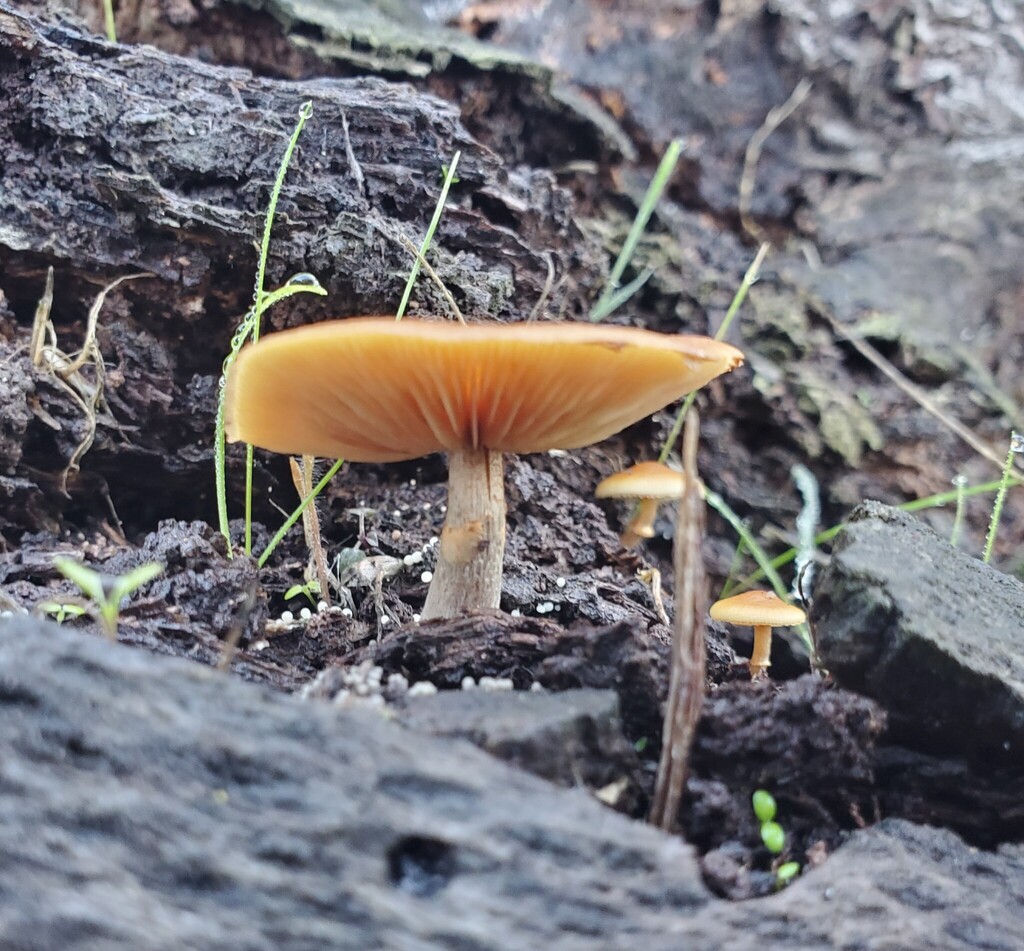 Galerina marginata · November 2025 · photo: © arlenedevitt (iNaturalist, cc-by)