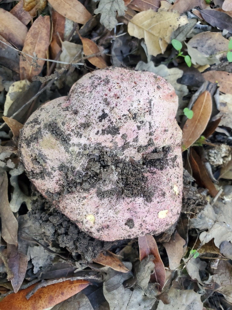 Rubroboletus eastwoodiae · November 2025 · photo: © arlenedevitt (iNaturalist, cc-by)