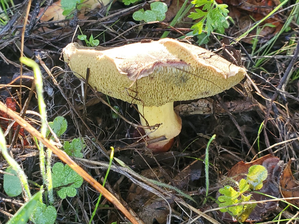 Xerocomellus dryophilus · November 2025 · photo: © arlenedevitt (iNaturalist, cc-by)