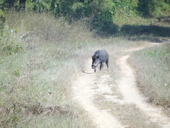 Sus scrofa cristatus