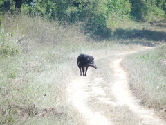 Sus scrofa cristatus